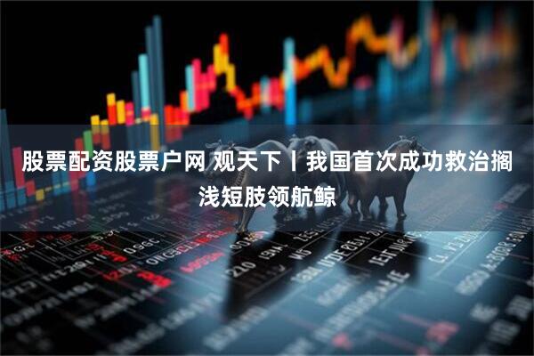 股票配资股票户网 观天下丨我国首次成功救治搁浅短肢领航鲸